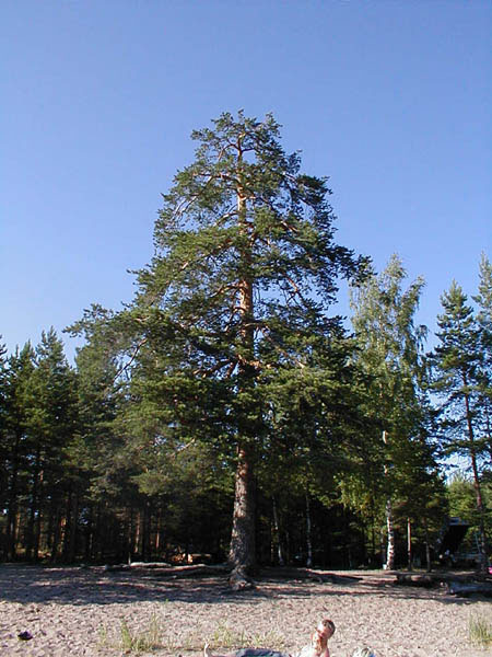 P1010011